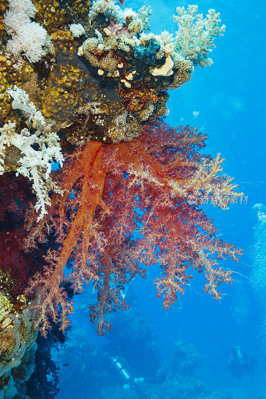 珊瑚礁繁殖多刺藻- Dendronephthya sp.热橙软珊瑚水肺潜水水下海洋生物海开花